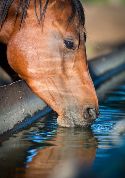 Electrolytes & horse - A necessity not a luxury! (by TRM)
